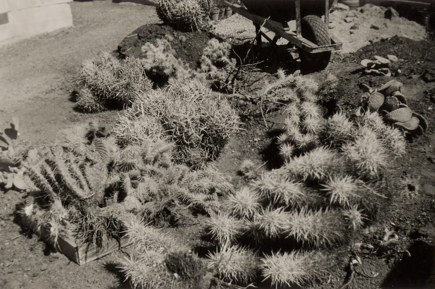 Desert Section, SBBG