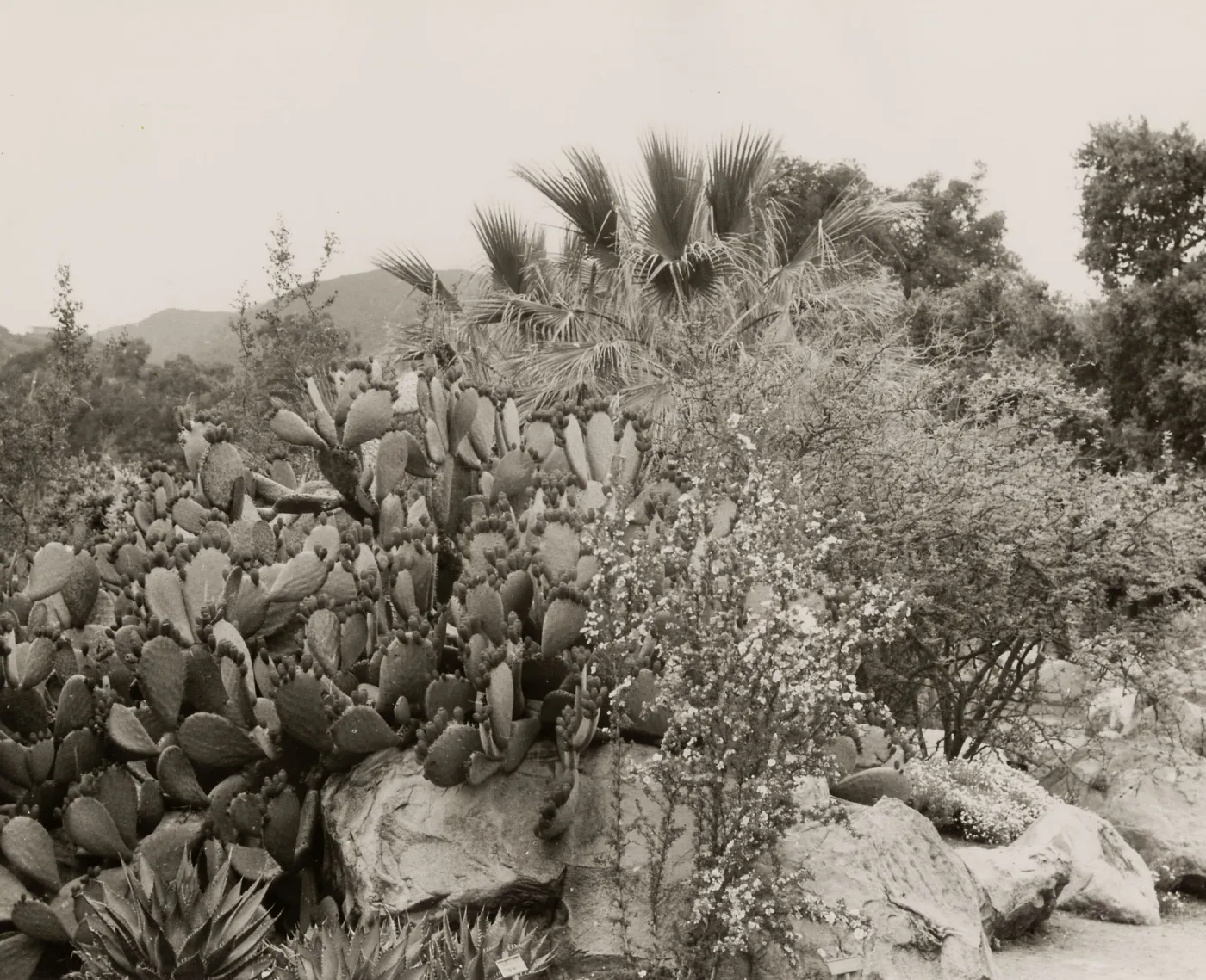 Desert Section, SBBG