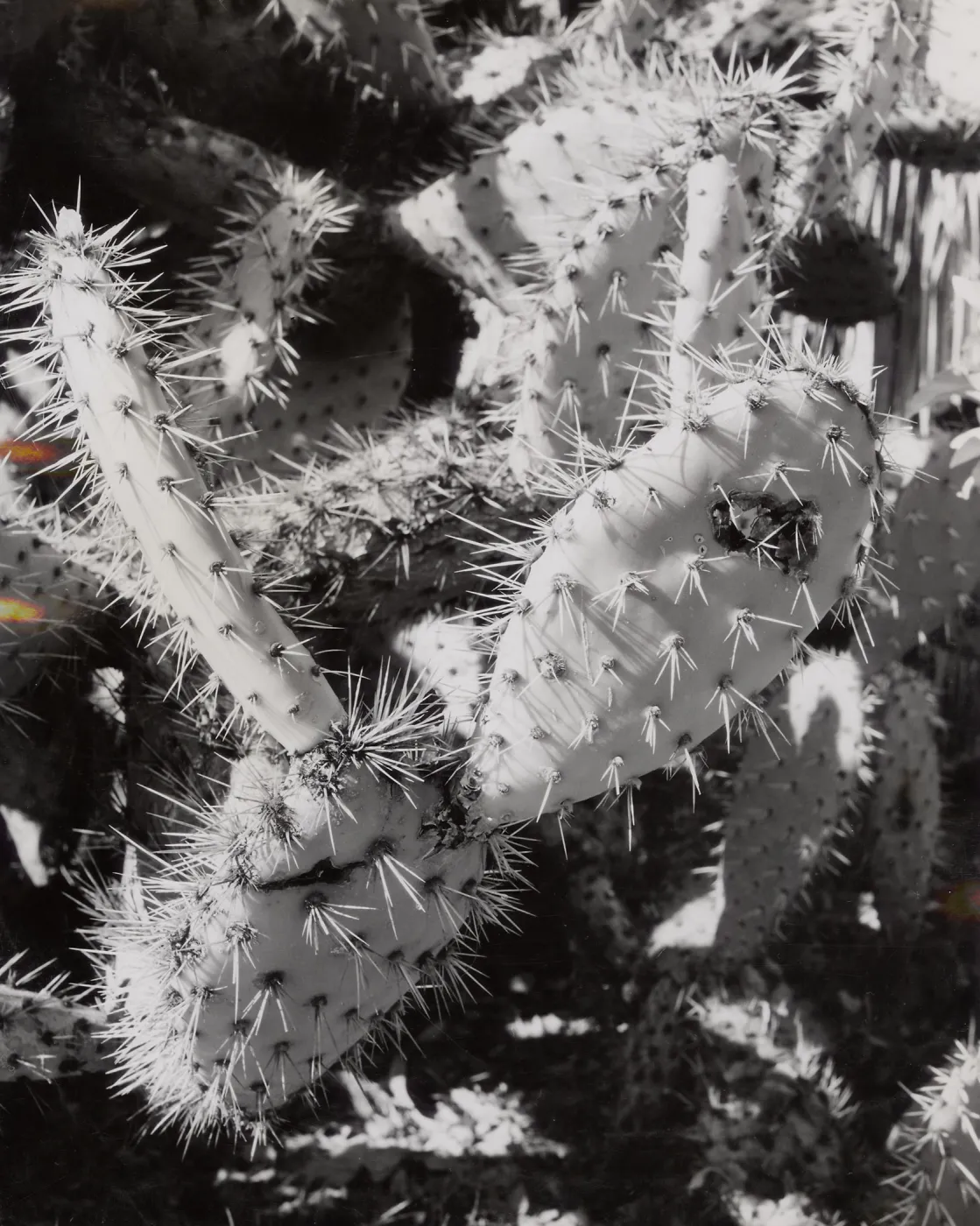 cactus, Desert Section, SBBG 1960