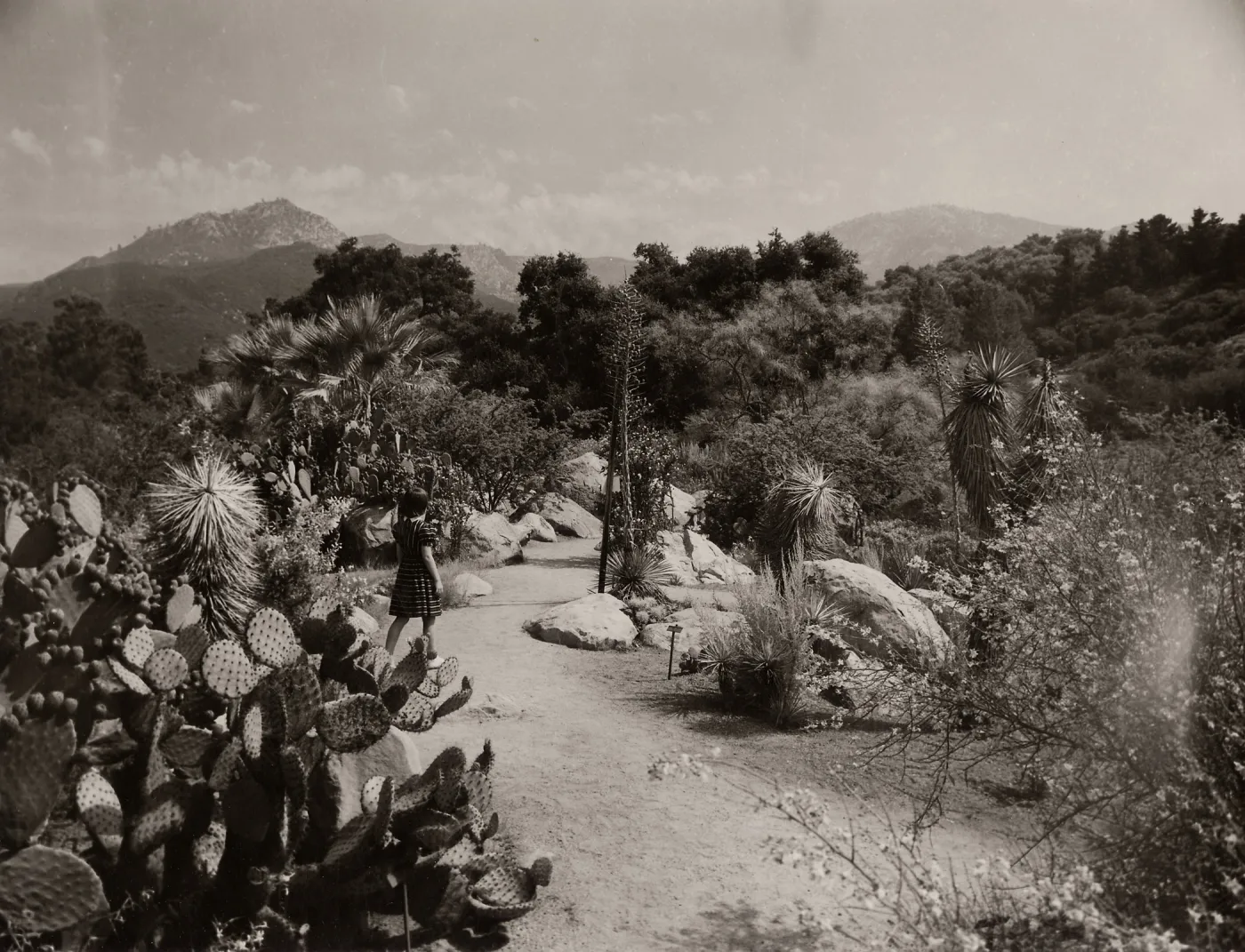 Desert Section, Santa Ynez mountian view, SBBG