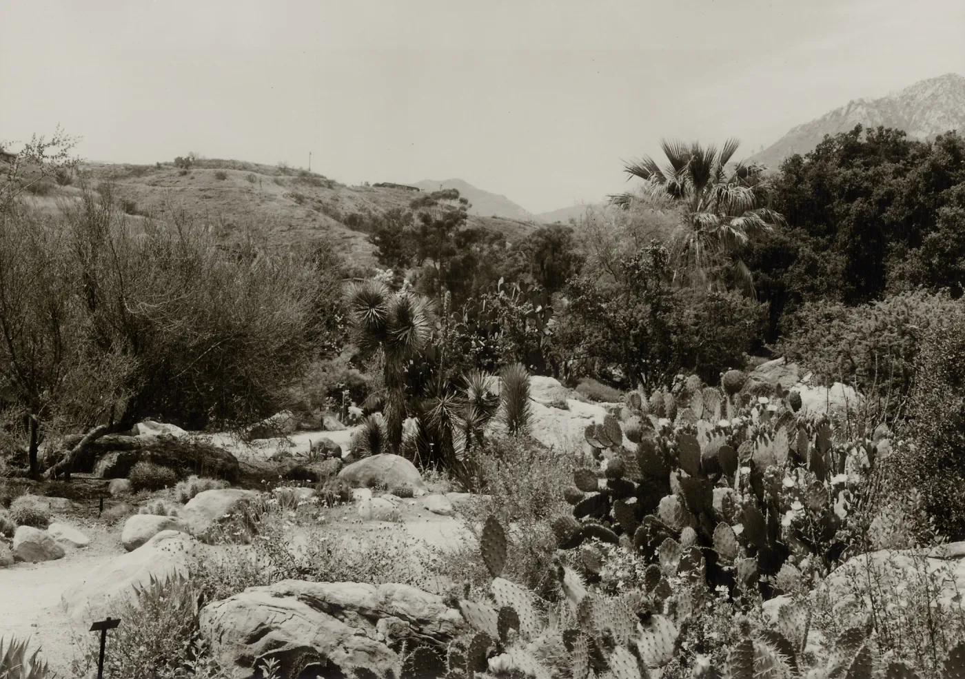 Prickly Pear Cactus in flower and fruit, Recently acquired Joshua Trees, 1965