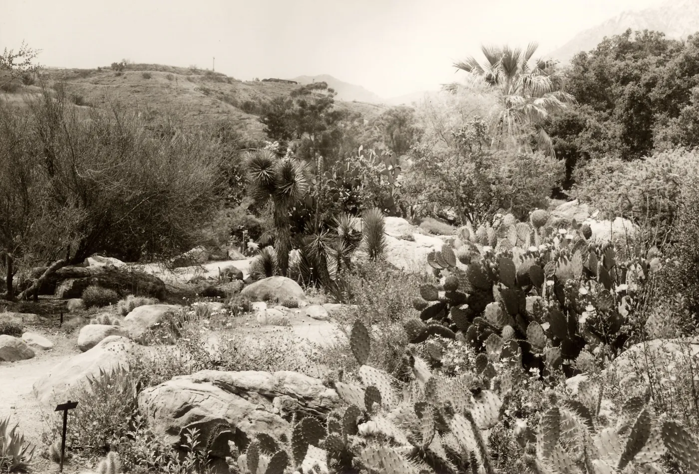 Desert Section, SBBG