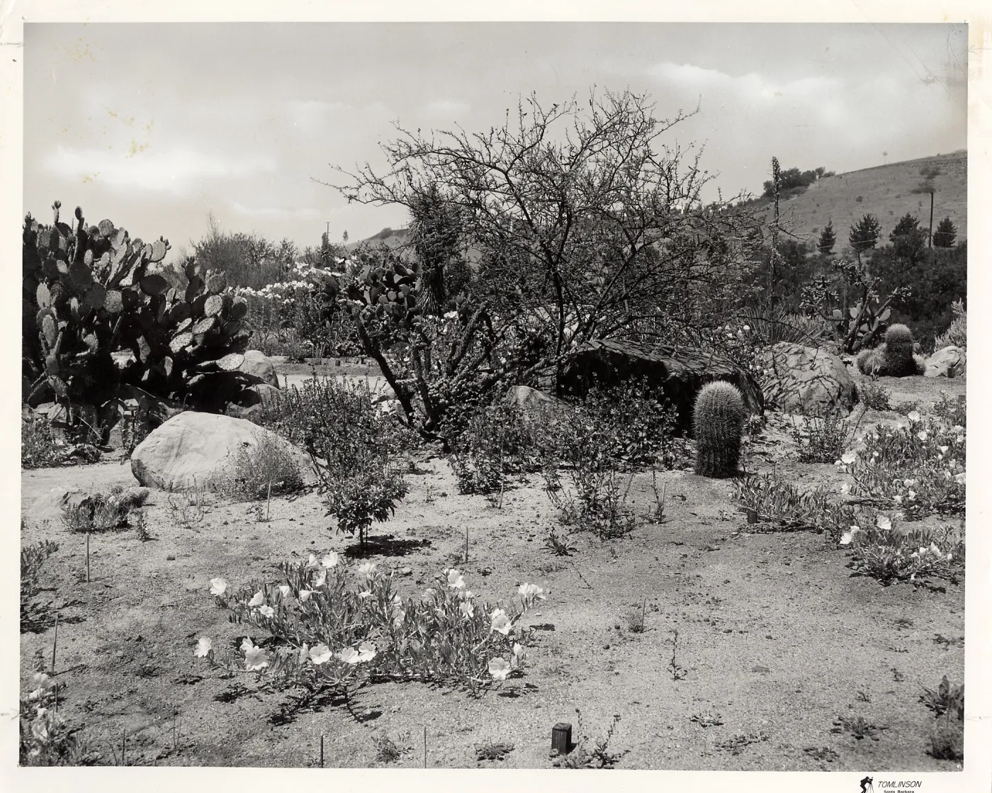 The Desert Section, SBBG