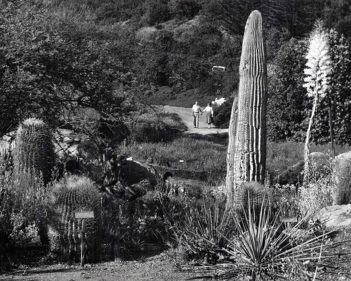 couple walking toward the Desert Section, SBBG