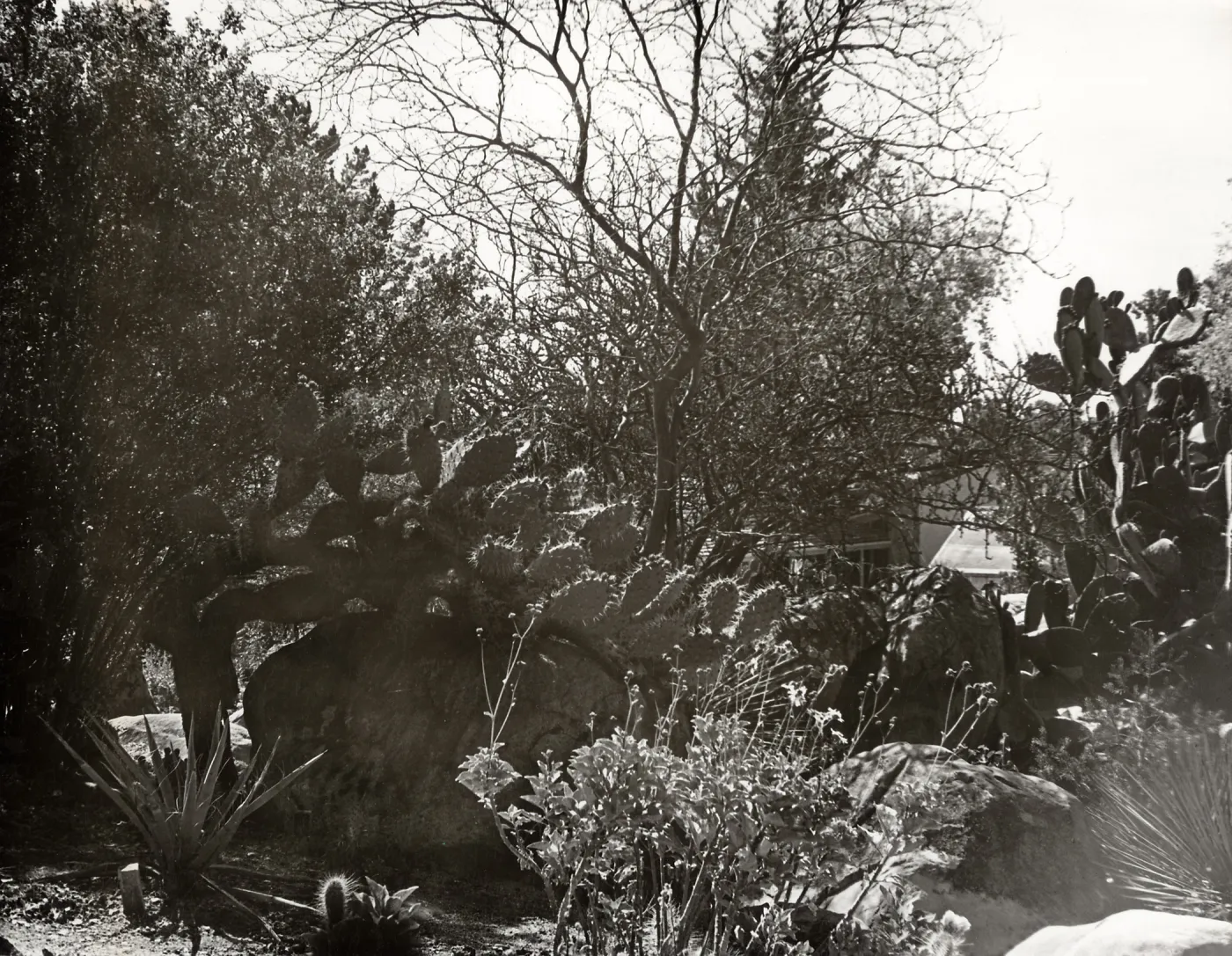 The Desert Section, SBBG