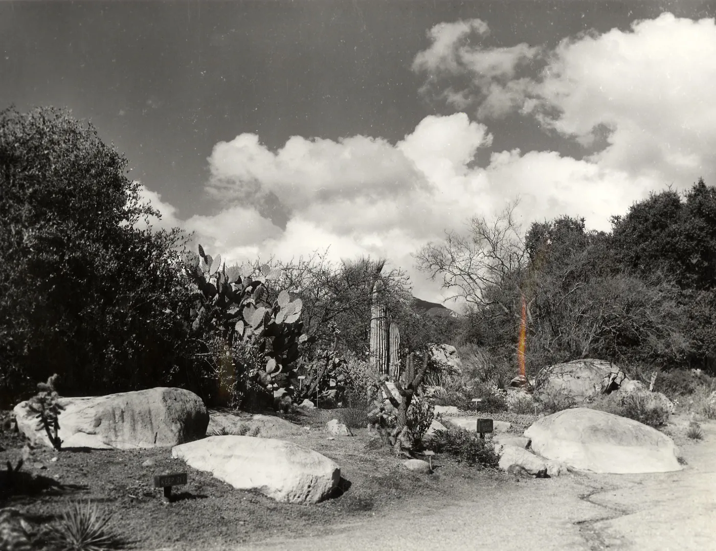 Desert Section, SBBG