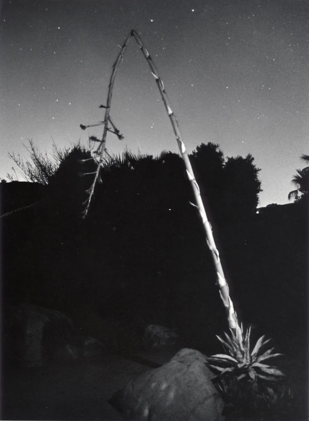 Desert Section at Night