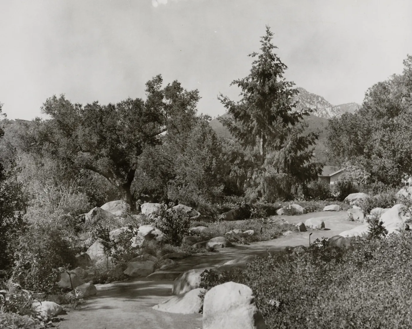 Manzanita Section