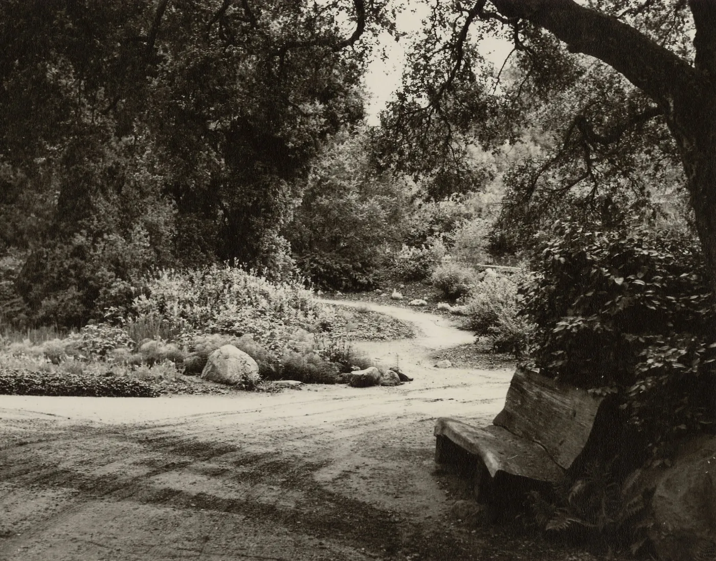 wood bench and path, Manzanita Section, Entrance Display? (wood bench under Entrance oak)?