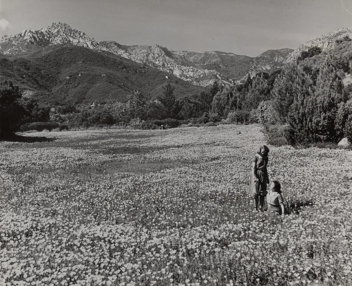 SBBG Spring Meadow, California poppies, 1940 (replicate of SBBG_PR_00035)