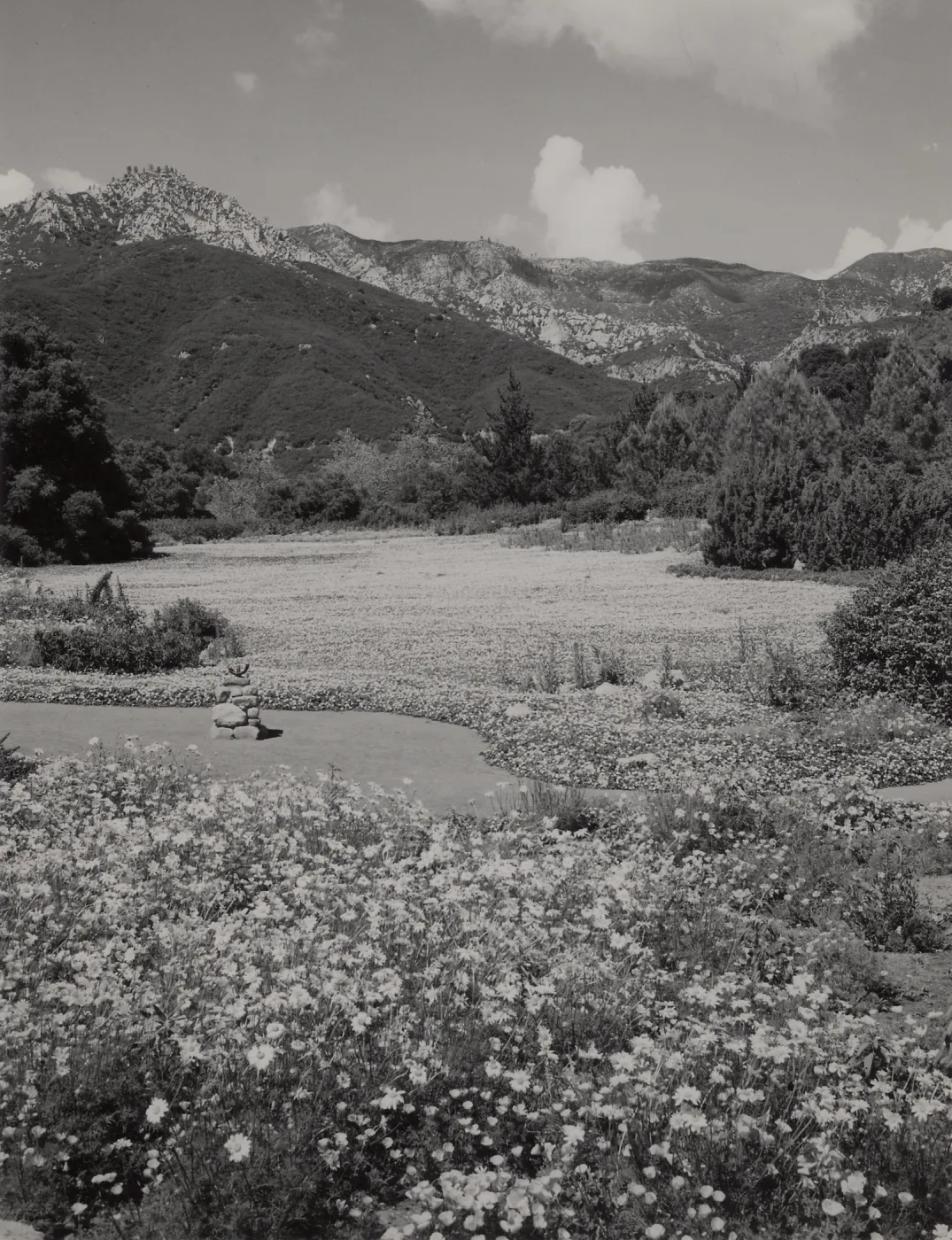 Meadow of wild strawberry (Fragaria chiloensis), © Josef Muench