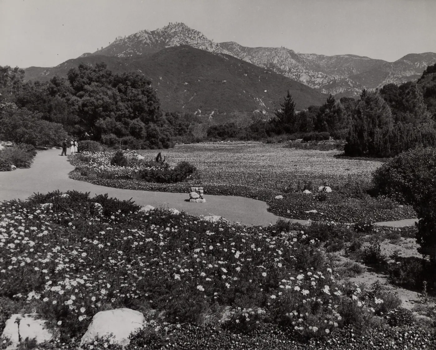 Meadow, 1942