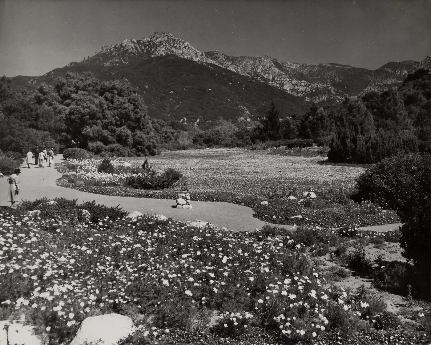 SBBG, Strawberry Meadow, mountain view