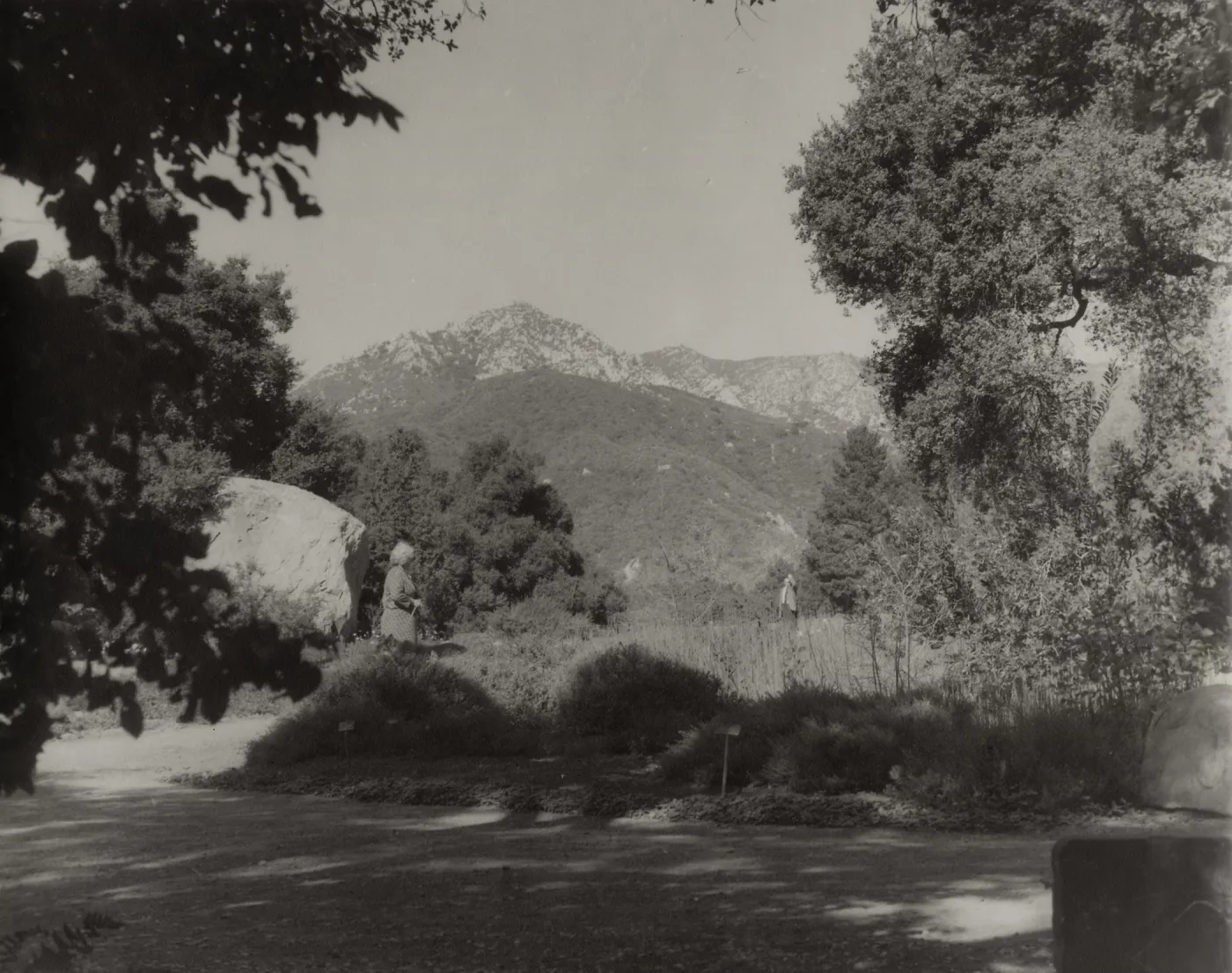 SBBG, Meadow, mountain view