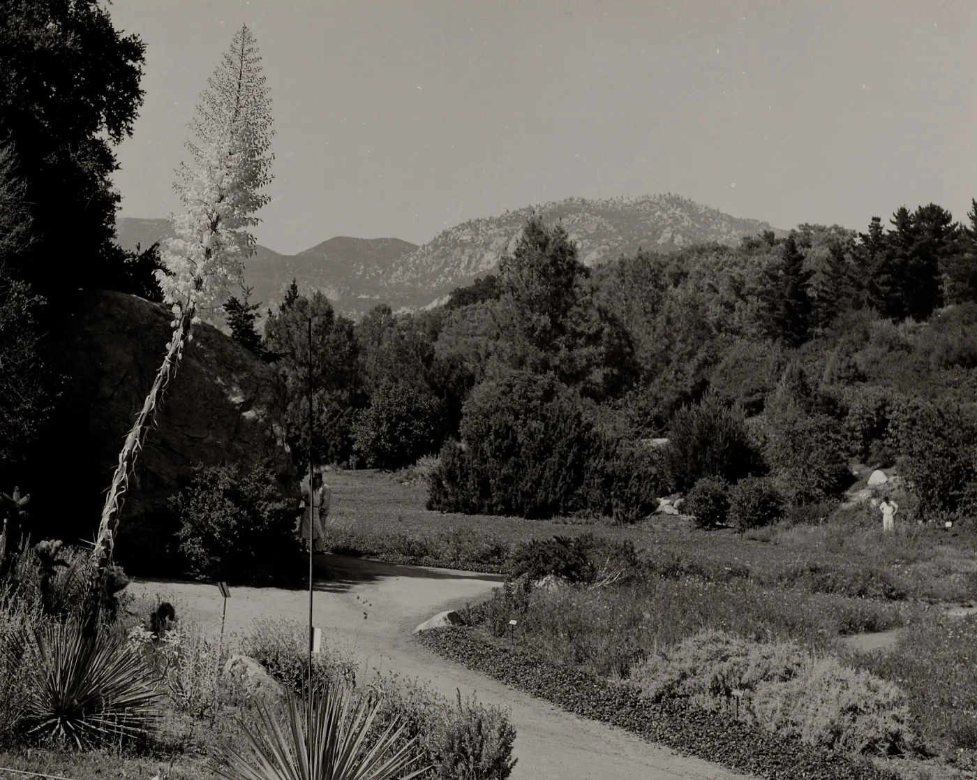SBBG, Meadow, Mountain view