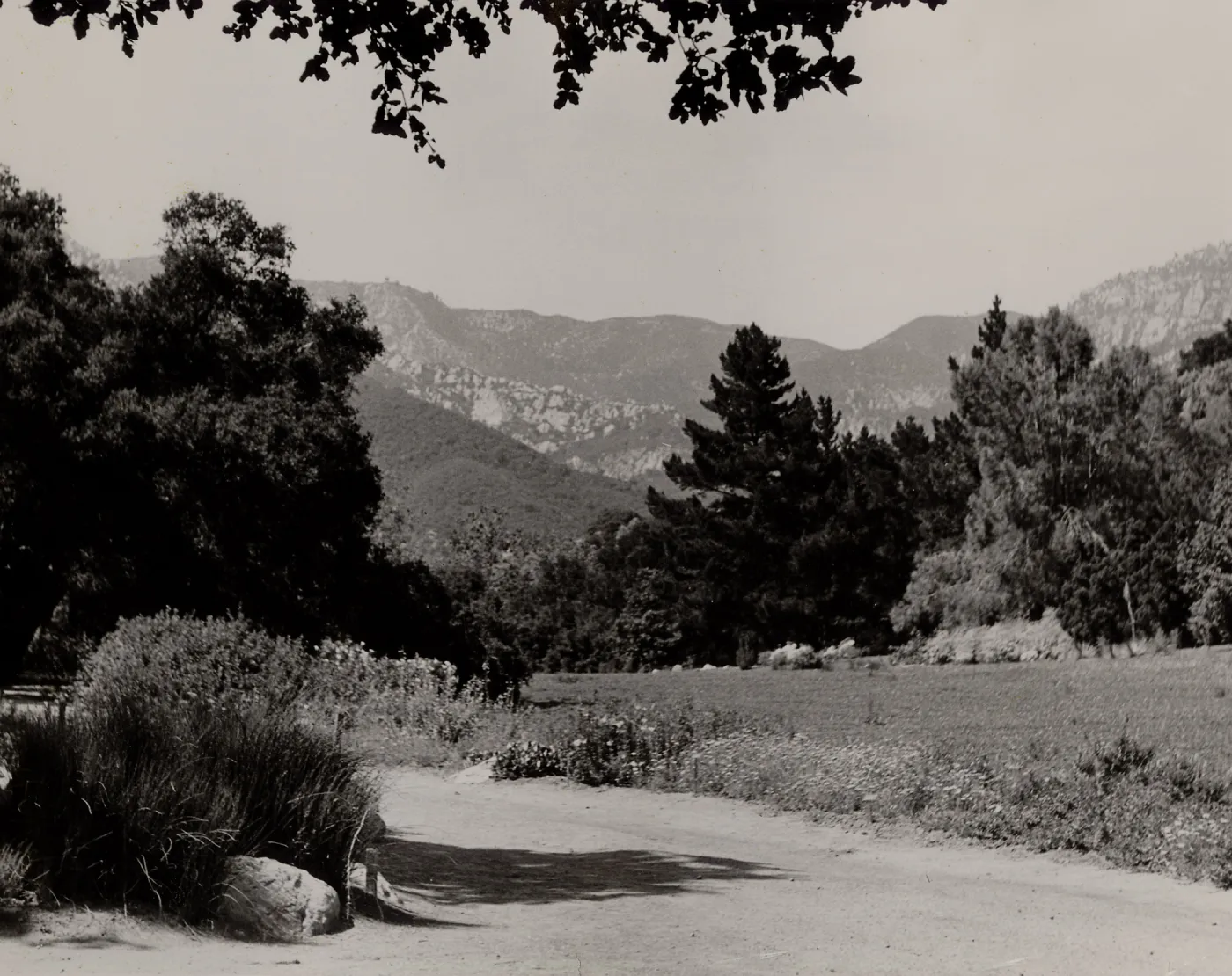 SBBG, Meadow, mountain view