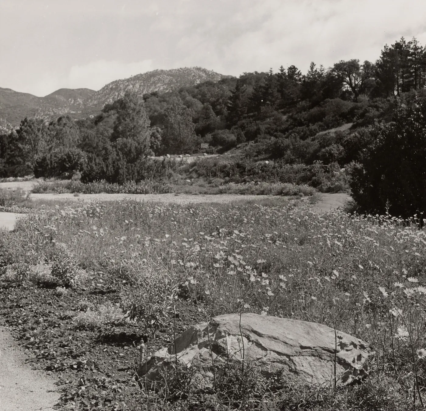 SBBG, Meadow, Mountain view