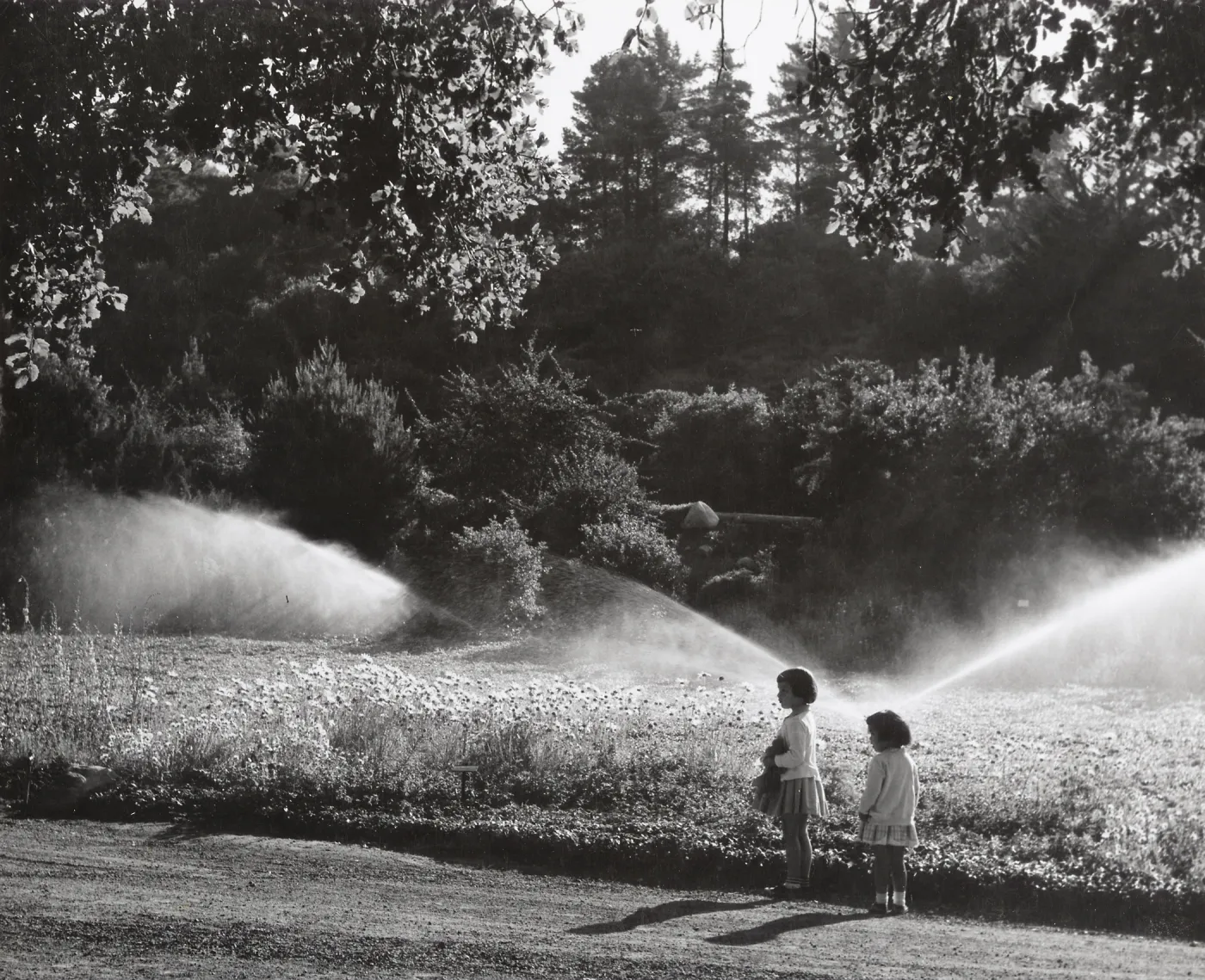 children enjoy the Meadow, overhead irrigation