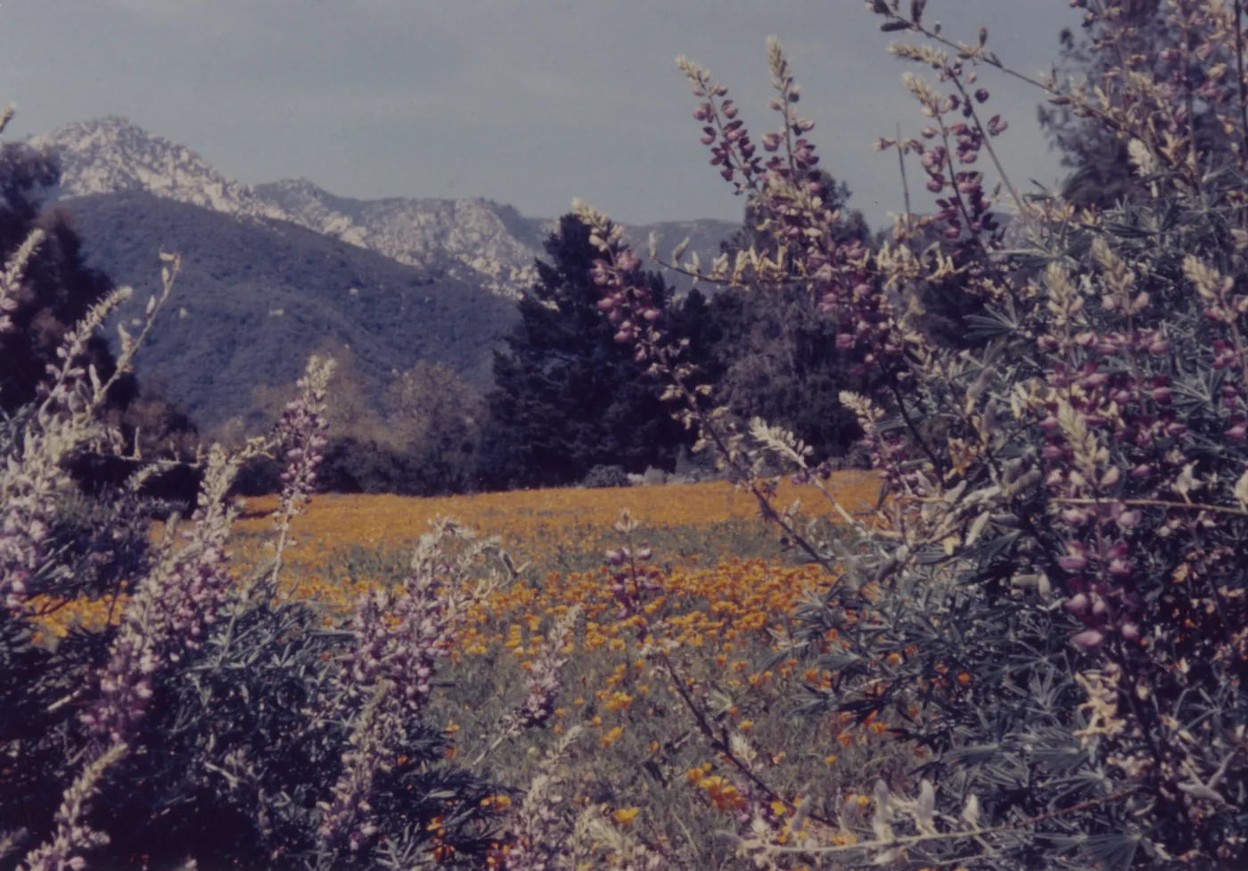 SBBG Meadow, mountain view California Poppy (Lupin)