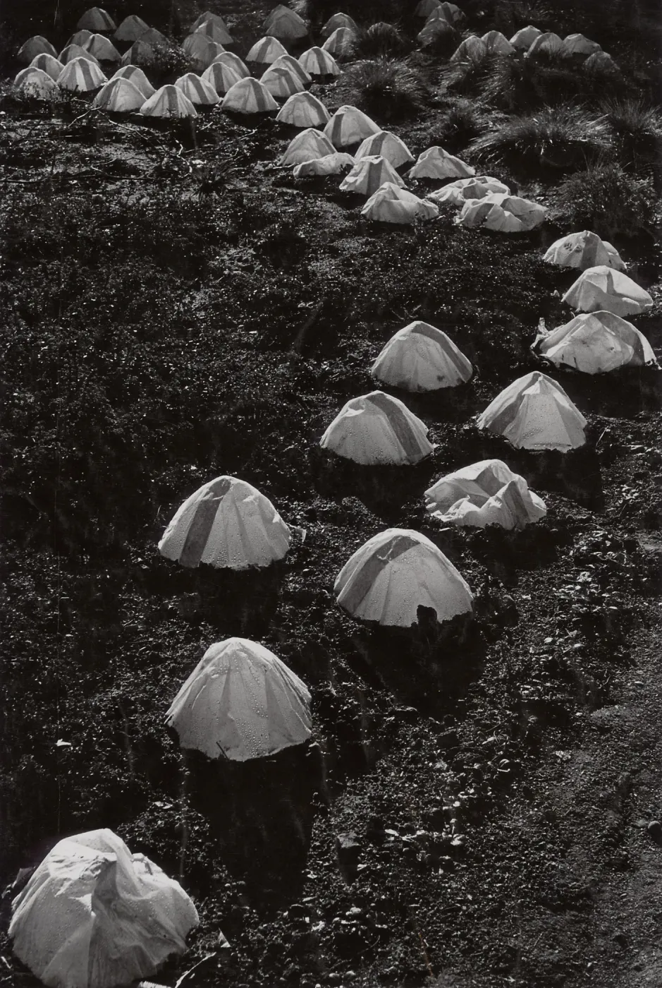 SBBG Meadow, paper cap propagation