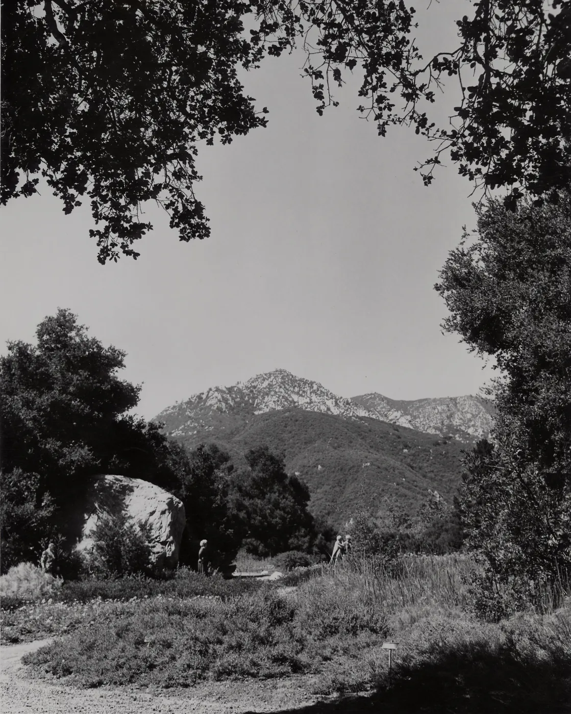 SBBG Meadow, mountain view