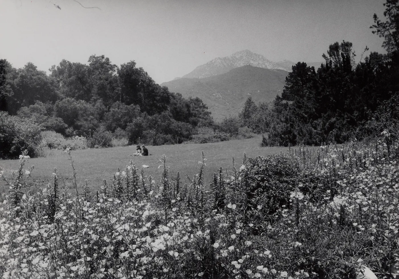 SBBG Meadow, mountain view