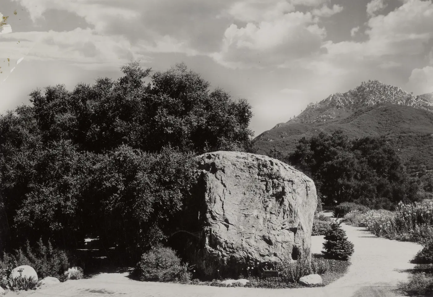 Meadow, SBBG, © Josef Muench (Coastal Live Oak)