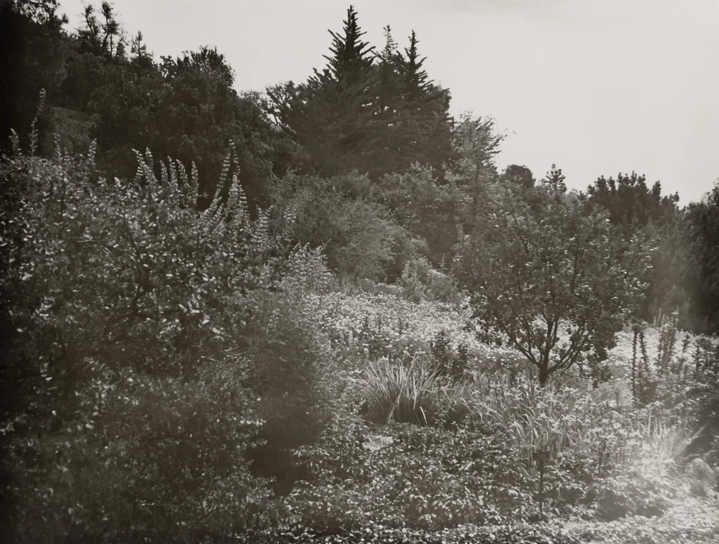 Meadow, SBBG