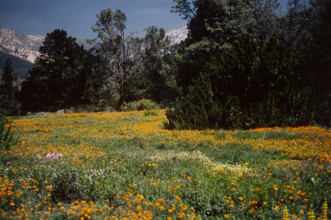 wildflowers in the Meadow, SBBG