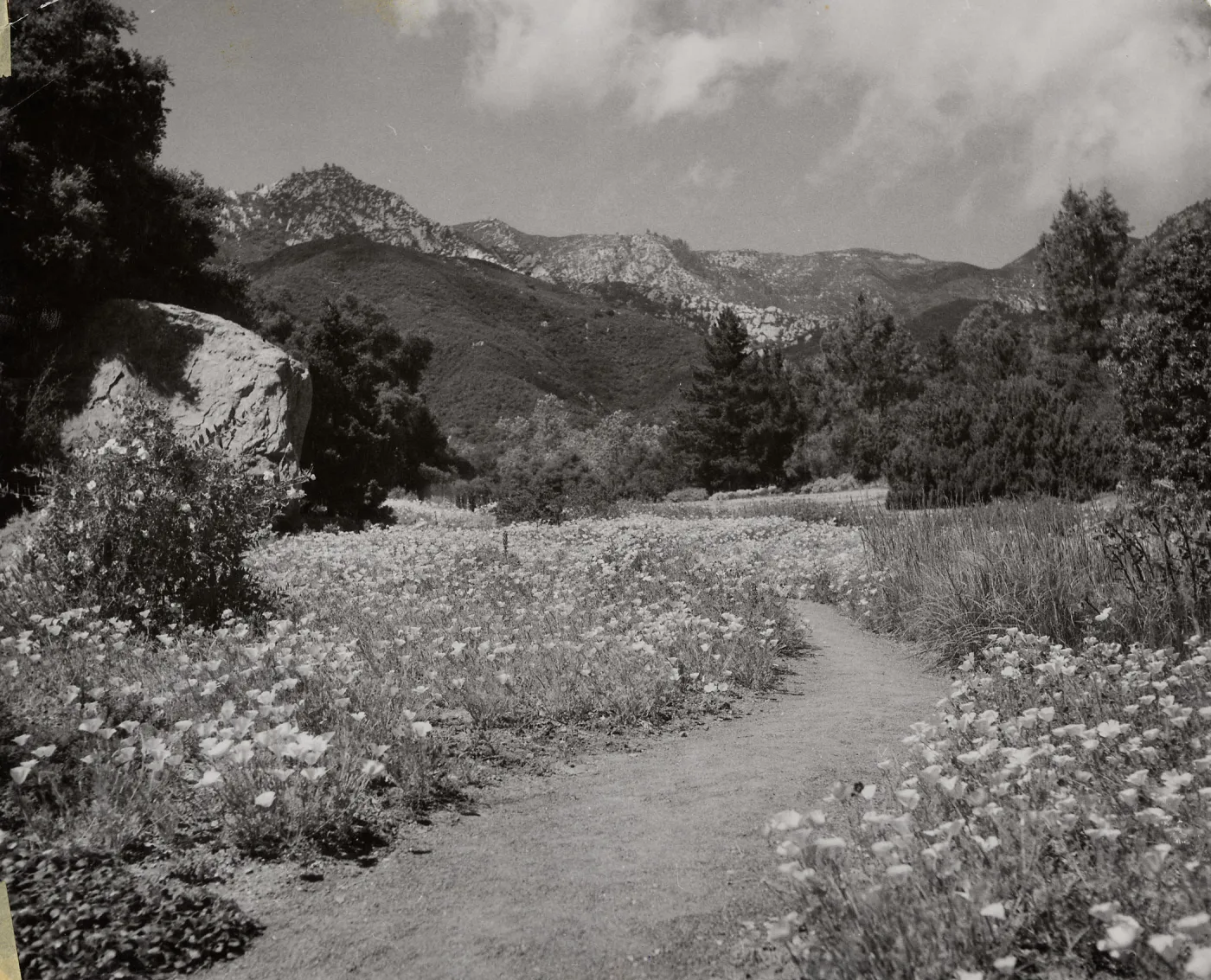 Meadow path, SBBG