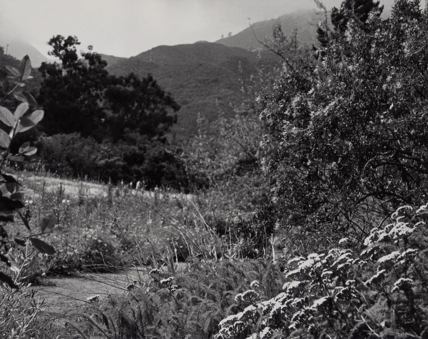 Meadow, SBBG