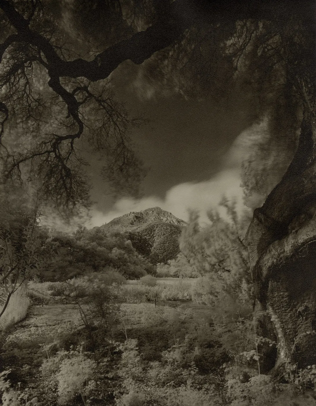 Meadow, SBBG (infrared?) (Coastal Live Oak)