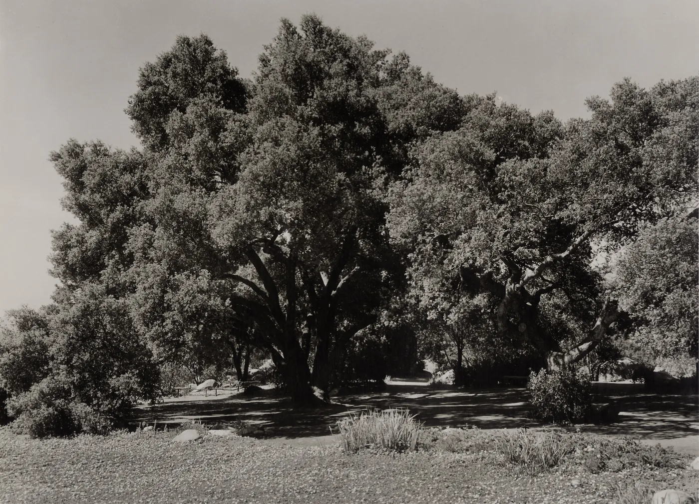 Meadow Oaks (Coastal Live Oak), SBBG, © Josef Muench