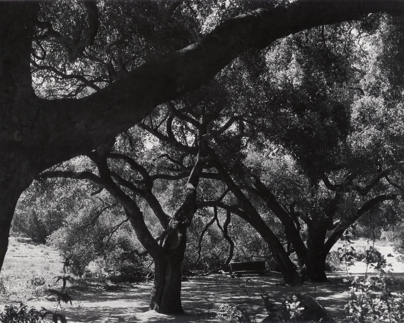 under the Meadow Oaks (Coastal Live Oak), SBBG