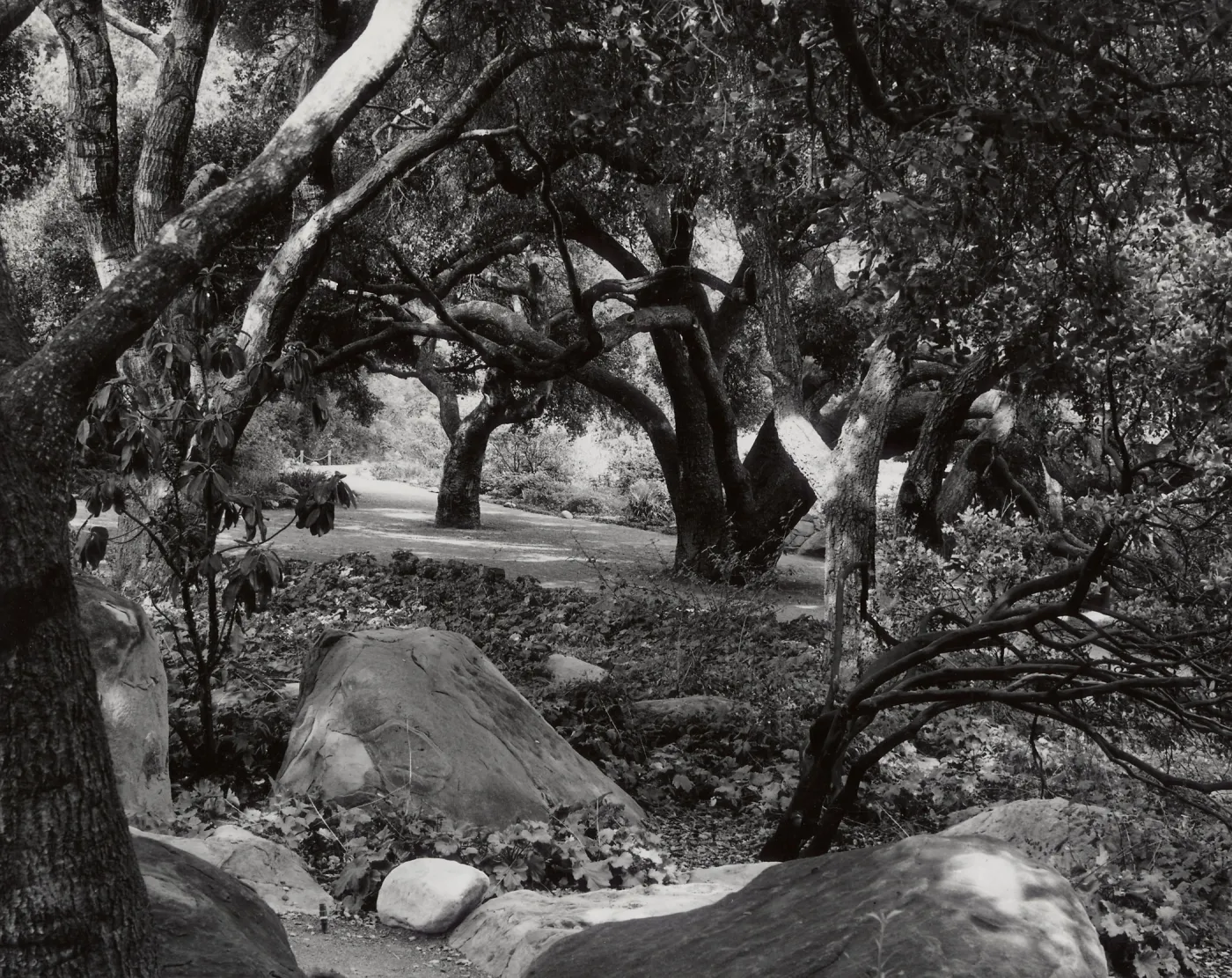 Meadow Oaks, SBBG