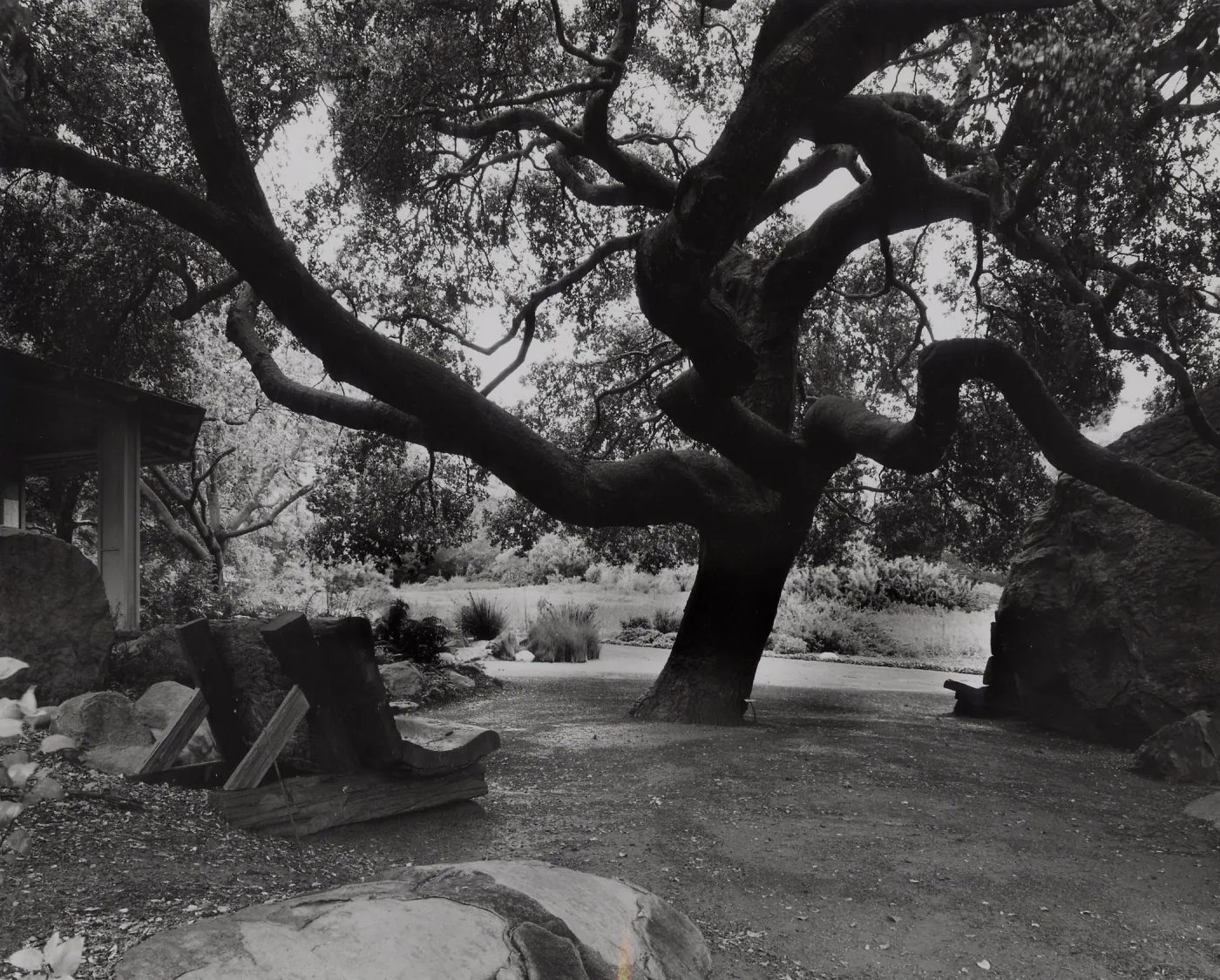 Meadow Oaks (Coastal Live Oak), SBBG