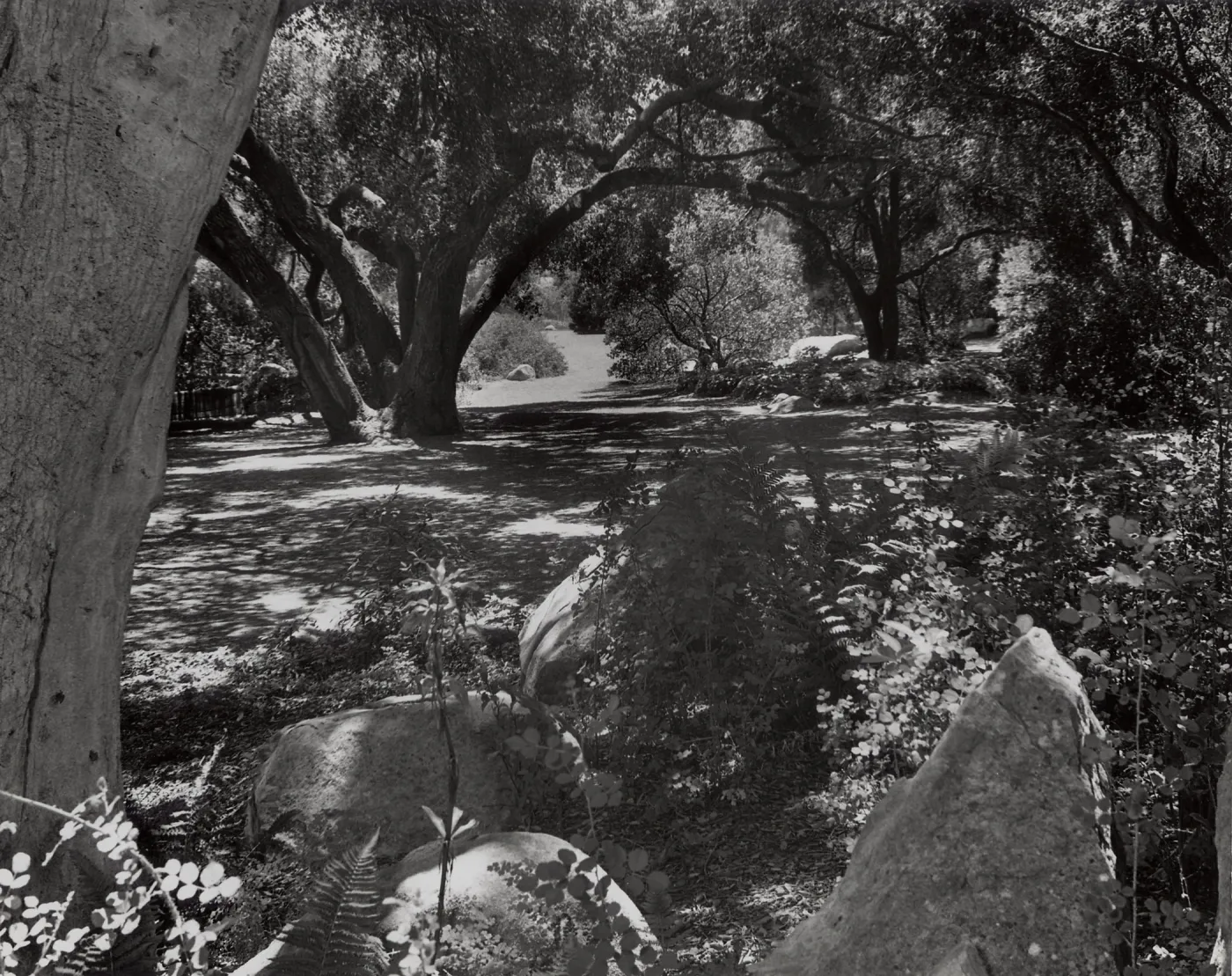 under the Meadow Oaks (Coastal Live Oak), SBBG