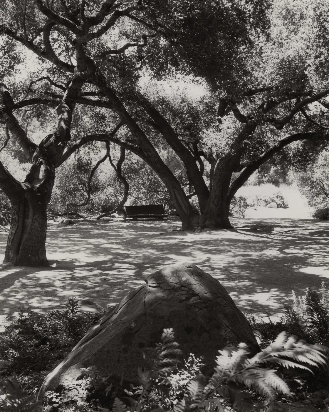 under the Meadow Oaks (Coastal Live Oak), SBBG
