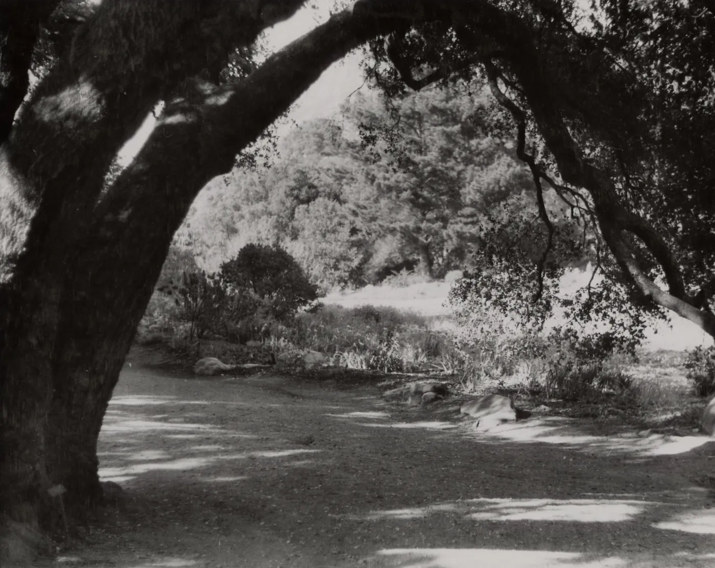 view through the Meadow Oaks, SBBG