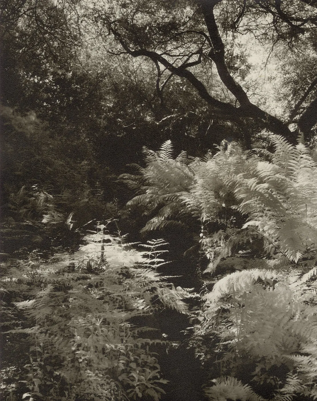 ferns beneath oak canopy, SBBG