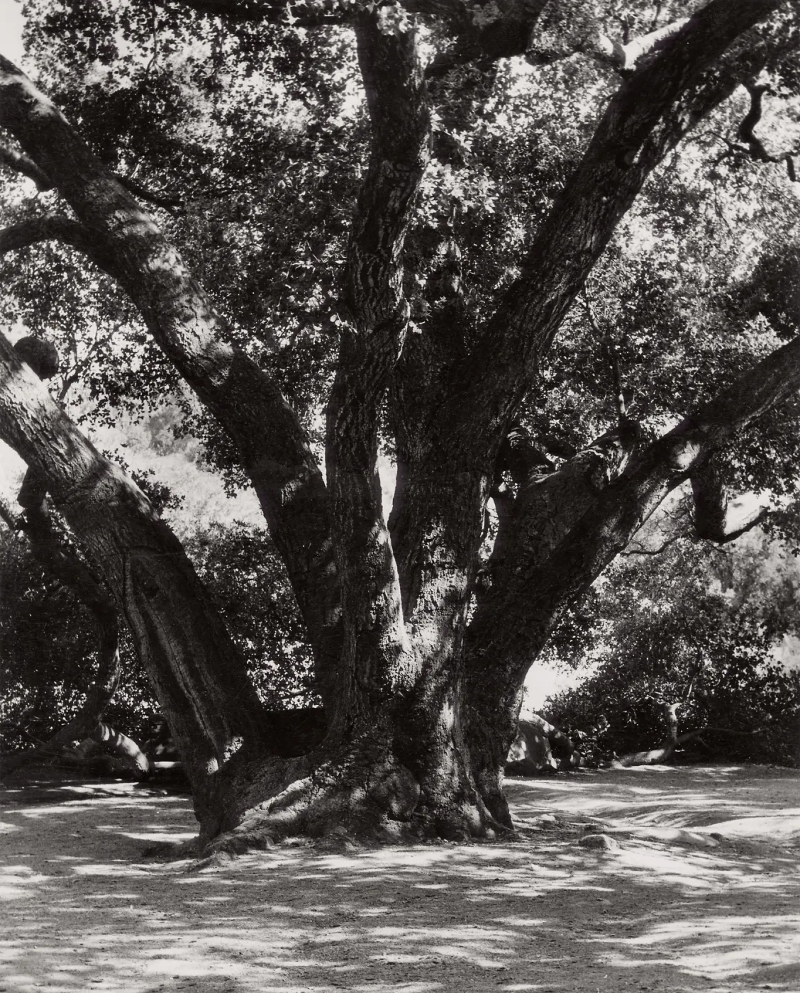 Meadow Oaks (Coastal Live Oak), SBBG