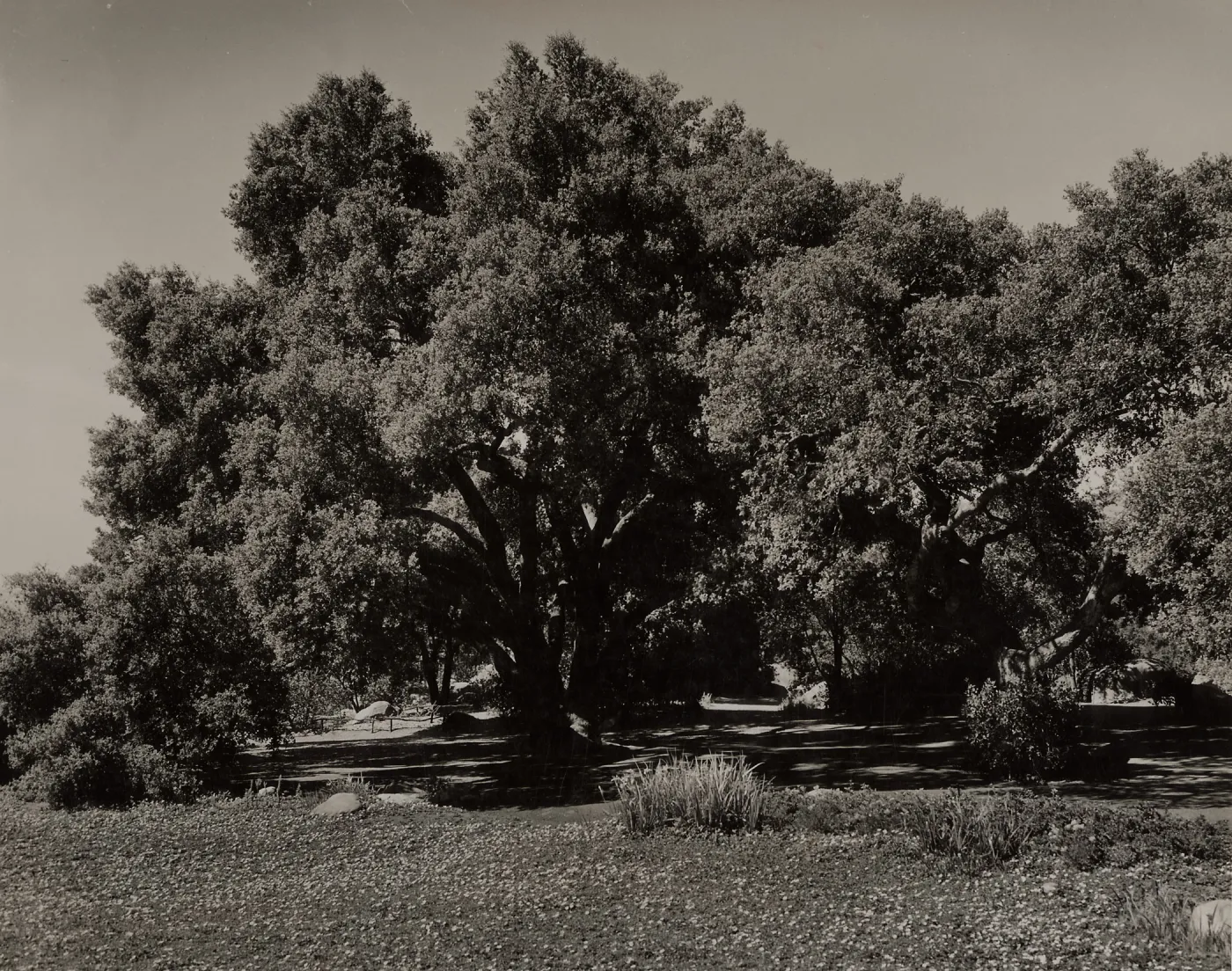 Meadow Oaks (Coastal Live Oak), SBBG, © Josef Muench