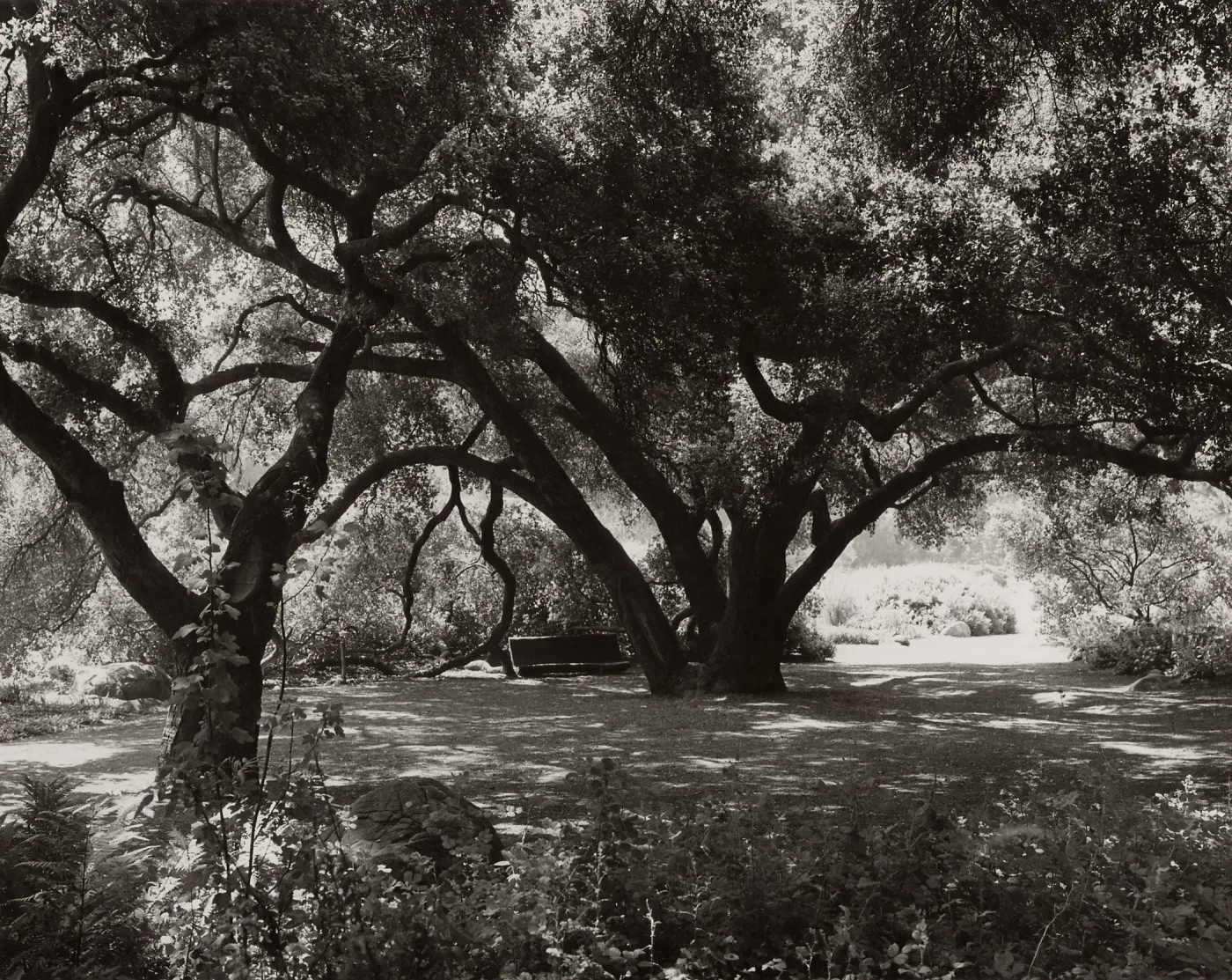 under the Meadow Oaks (Coastal Live Oak), SBBG