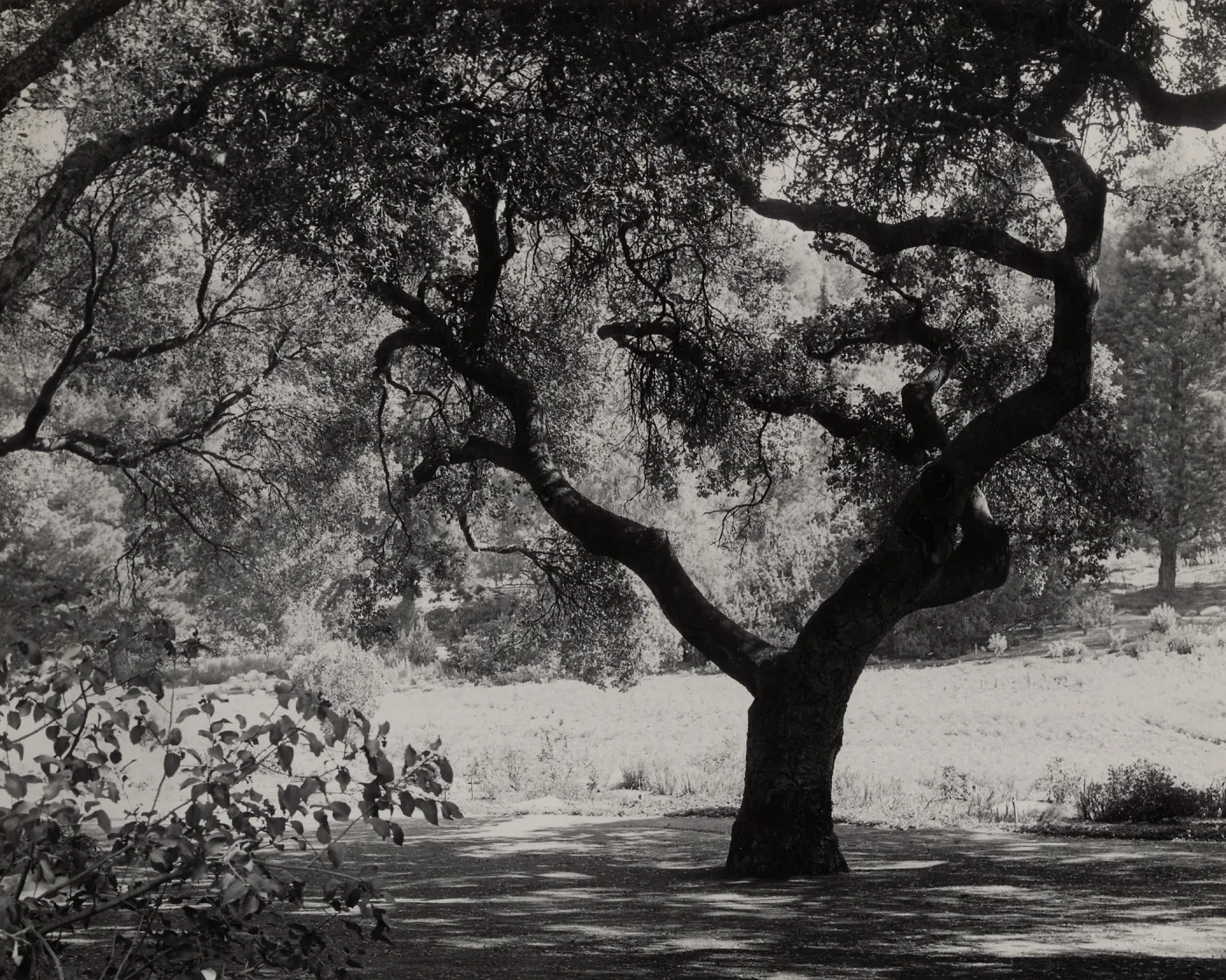 Coast Live Oak, Meadow Oaks, SBBG