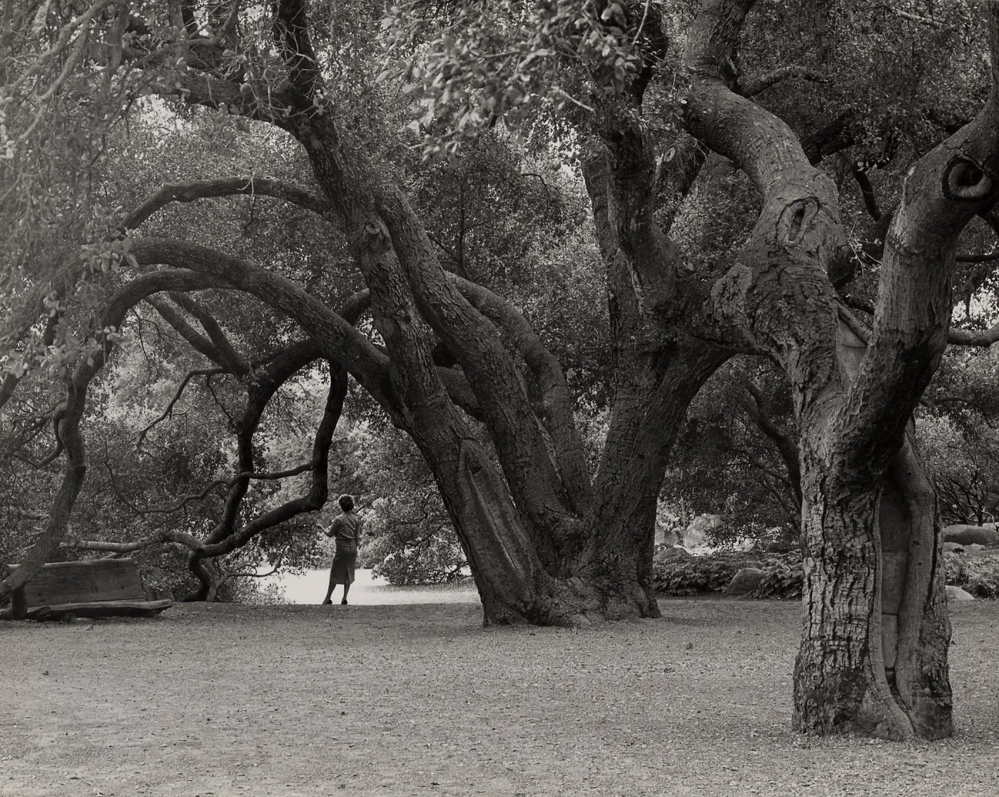 under the Meadow Oaks (Coastal Live Oak), SBBG