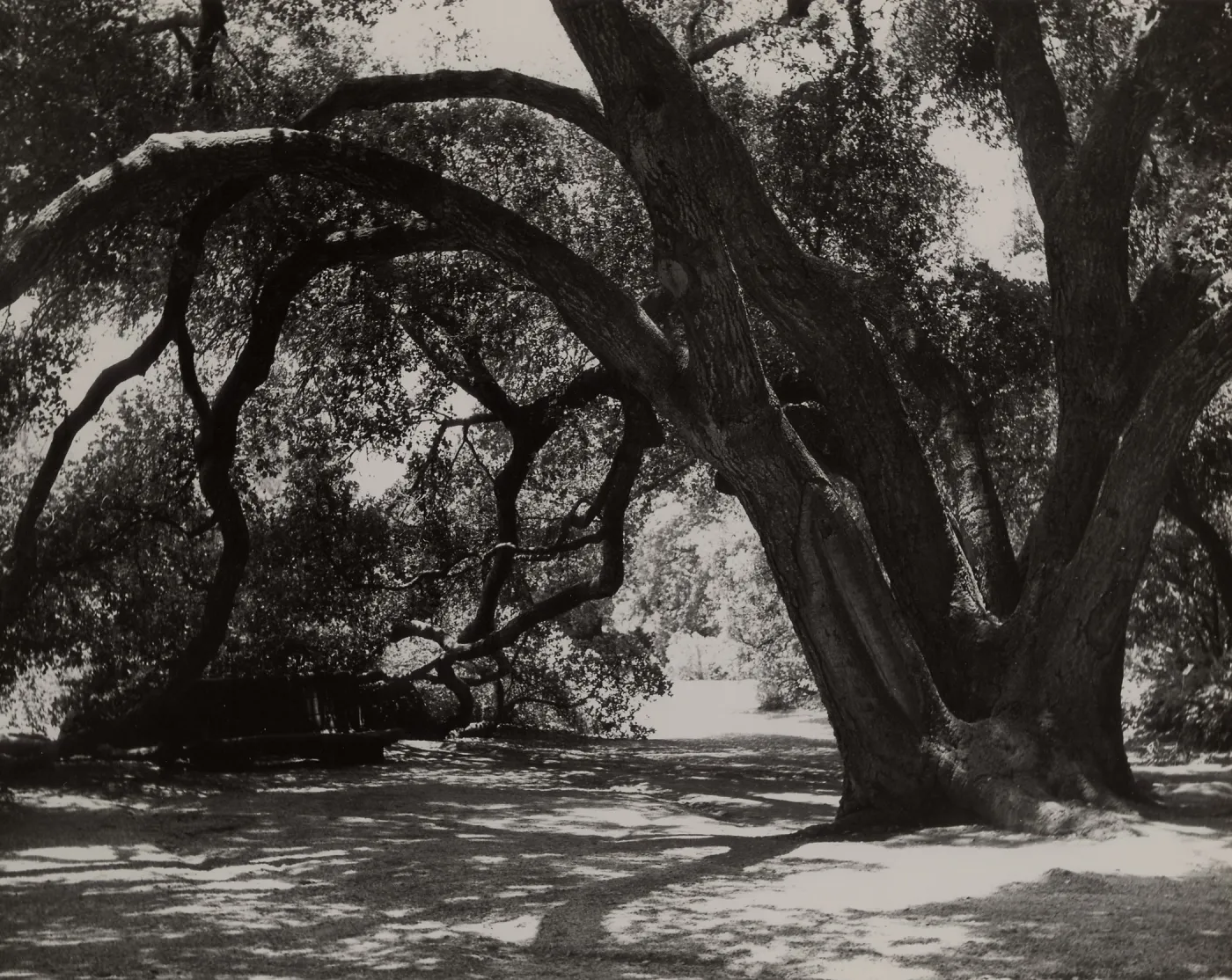 under the Meadow Oaks (Coastal Live Oak), SBBG