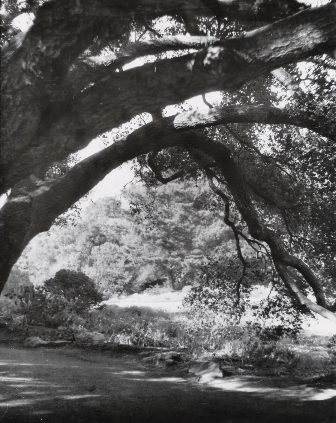 view under arching oak branch, Meadow Oaks, SBBG