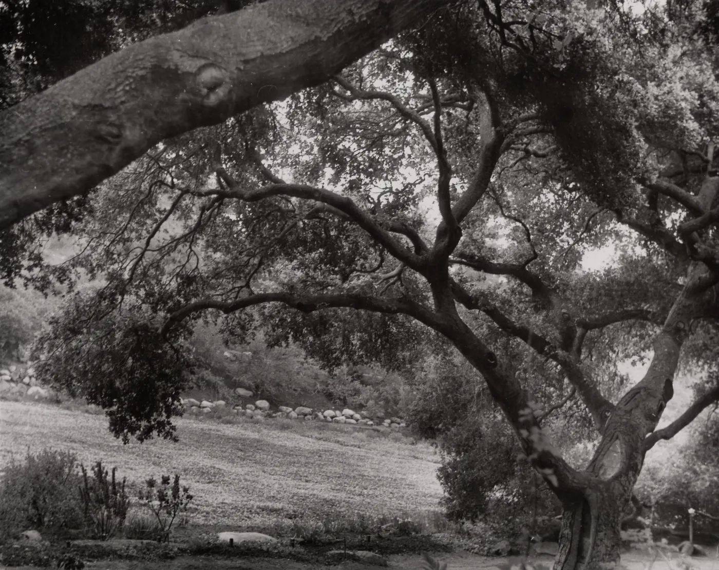 Meadow Oaks, SBBG
