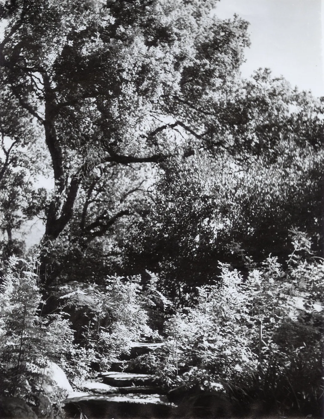 The Mound, Meadow Oaks, SBBG