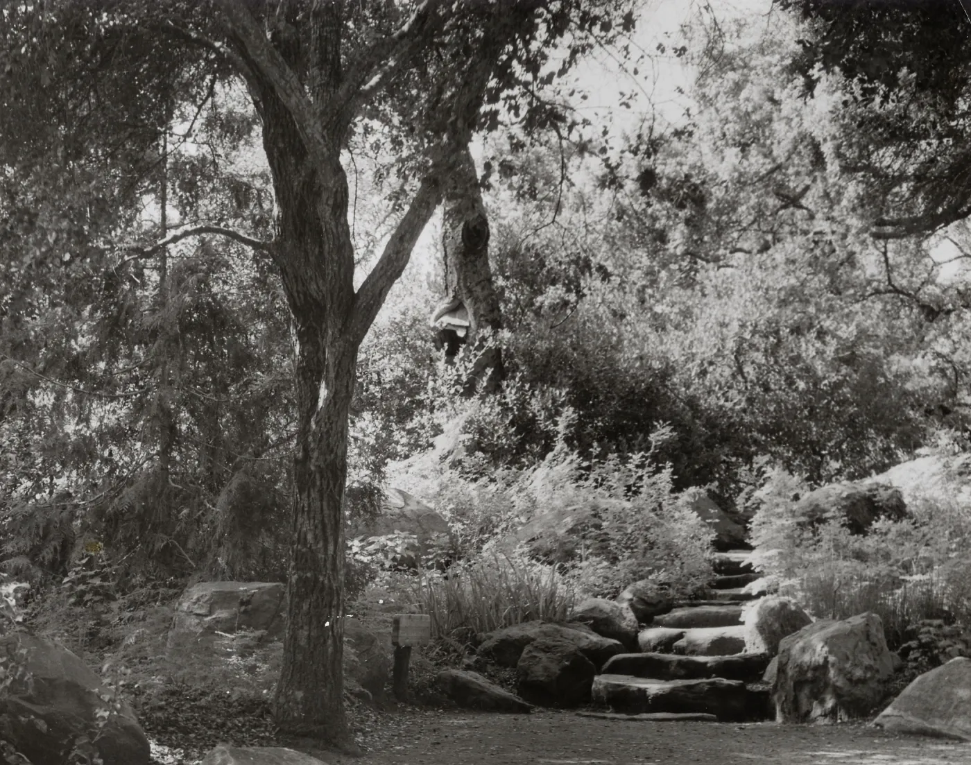 The Mound, under the Meadow Oaks, SBBG